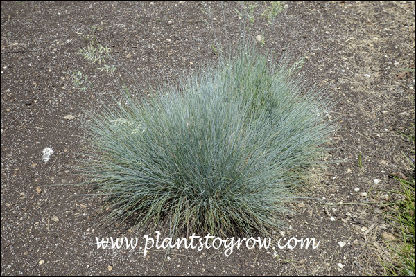 Sea Blue Fescue (Festuca glauca) This Fescue as a silvery blue to blue green color depending on the time of the year.